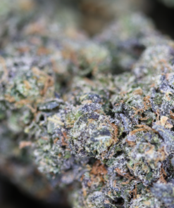 Sunset Sherbert Sunset Sherbert