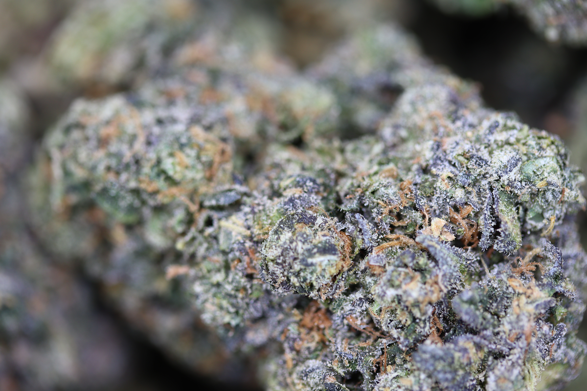 Sunset Sherbert Sunset Sherbet
