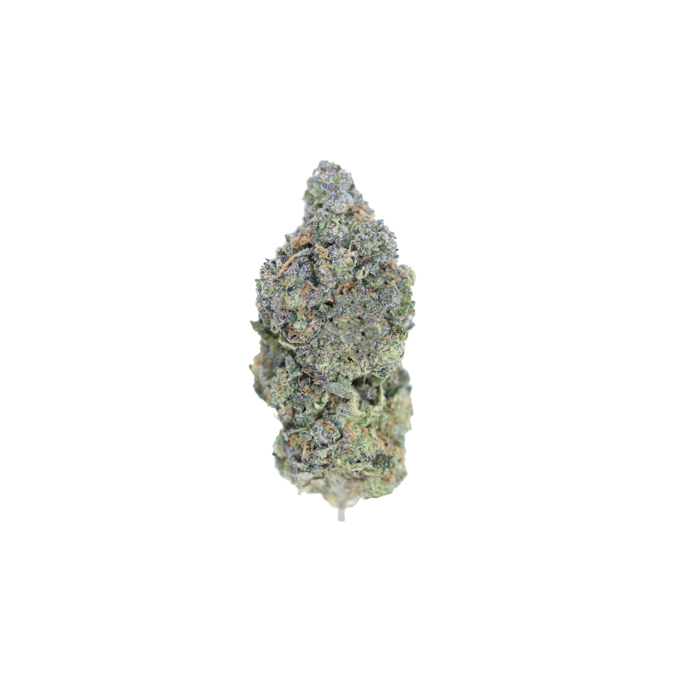 Sunset Sherbert bud 1 Sunset Sherbet