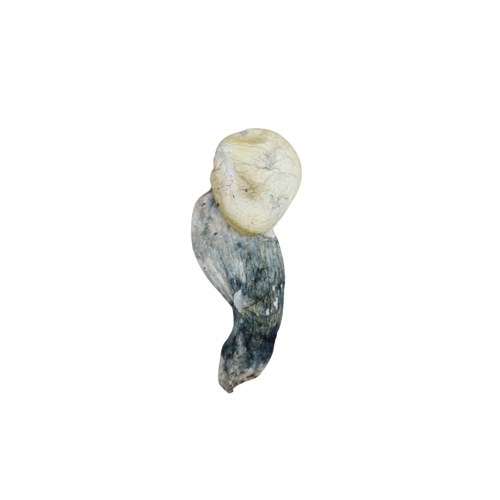 Andromeda Andromeda