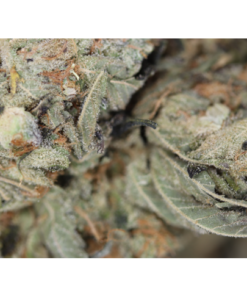 Strawberry Amnesia bag Strawberry Amnesia bag