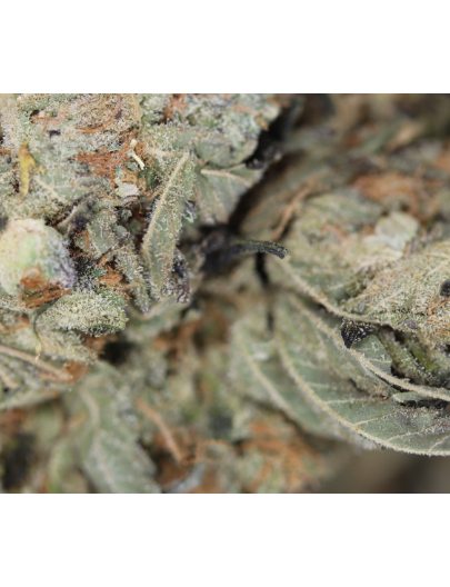 Strawberry Amnesia bag Strawberry Amensia