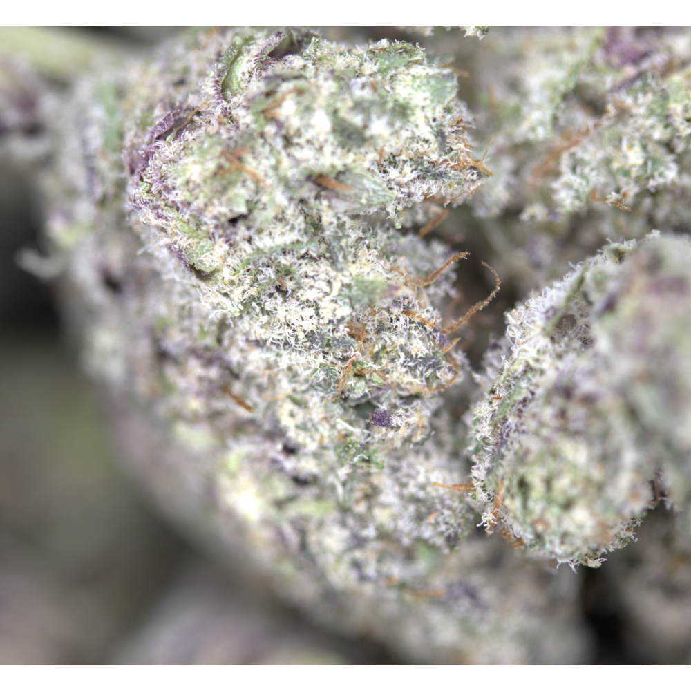 Blueberry Gelato Bag Blueberry Gelato