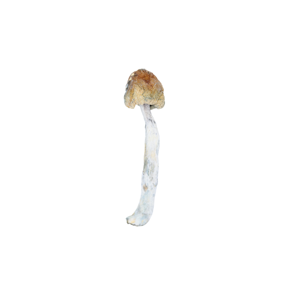 African Transkei Mushroom 7G Mushrooms
