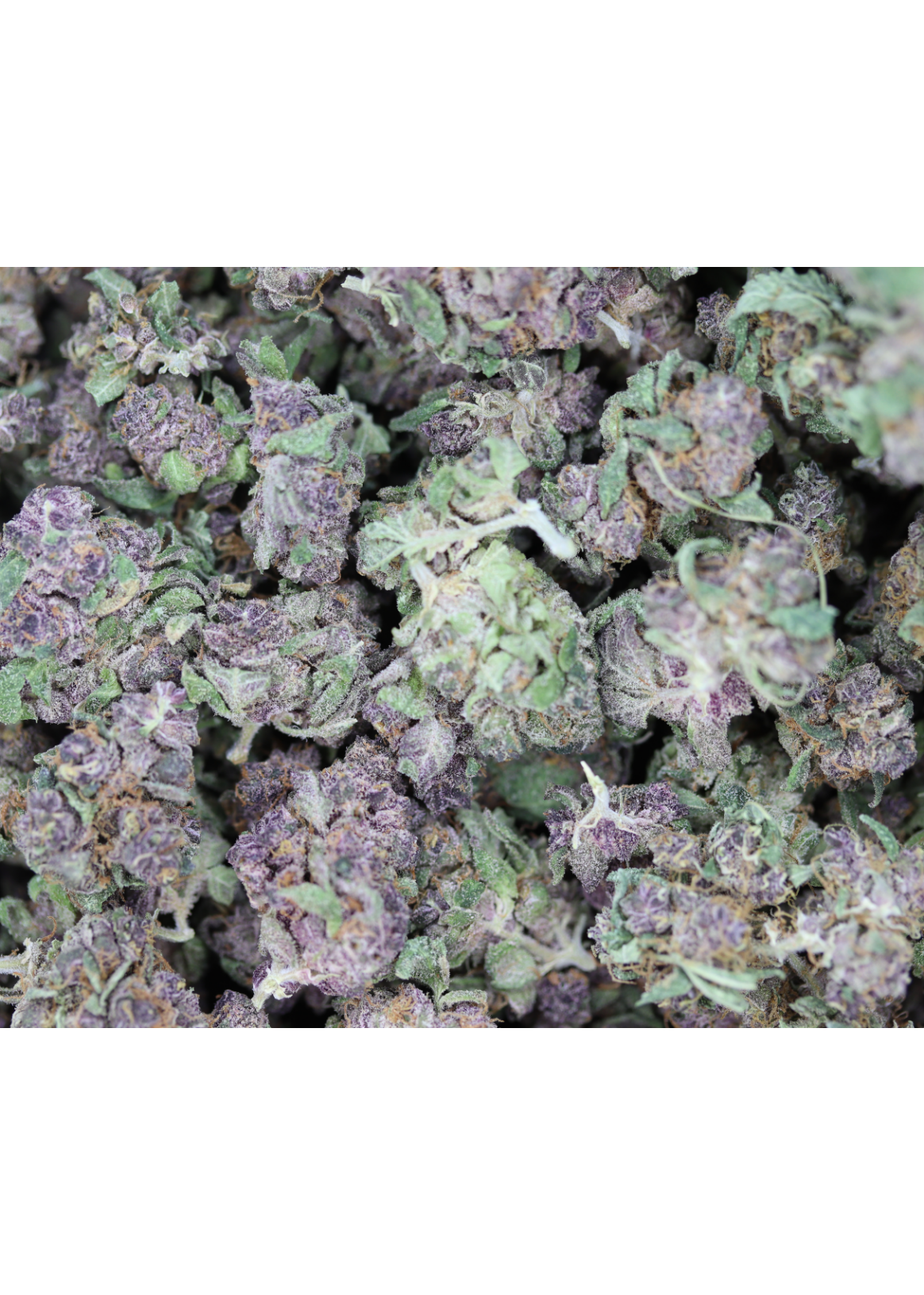 Purple Tangie Bags 1 Purple Tangie Small