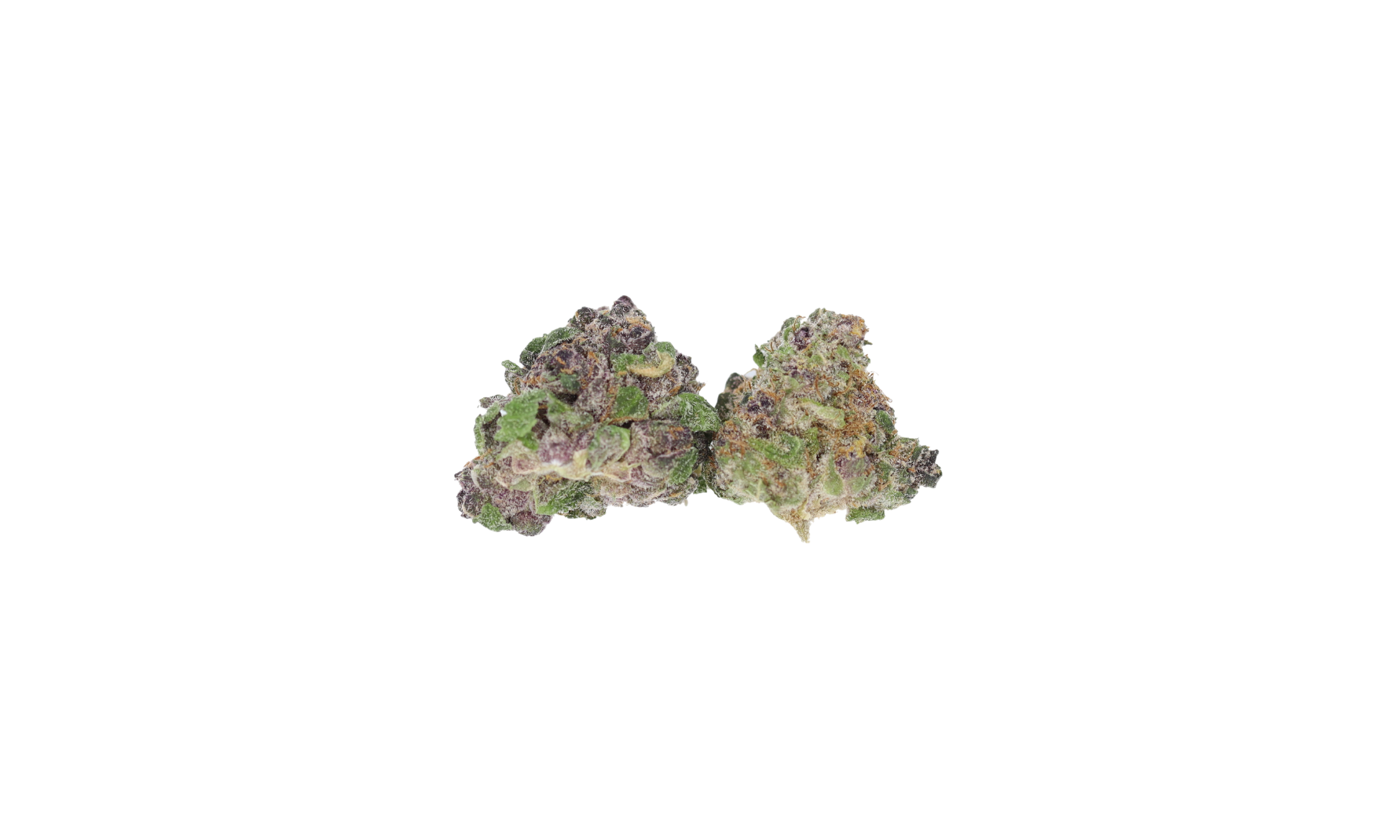 Purple Tangie new Purple Tangie Small