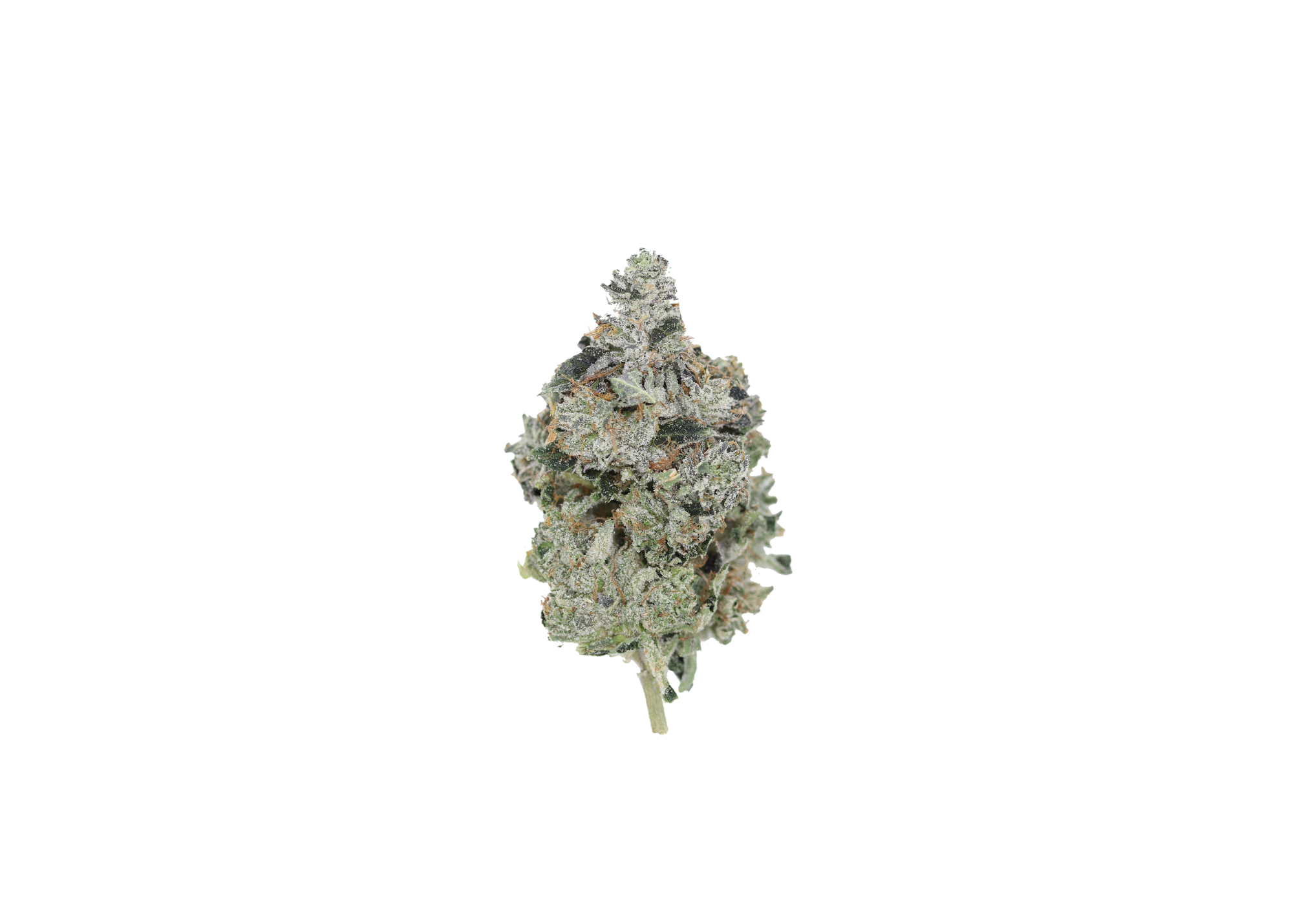 Tuna OG LSO new Tuna OG (LSO)