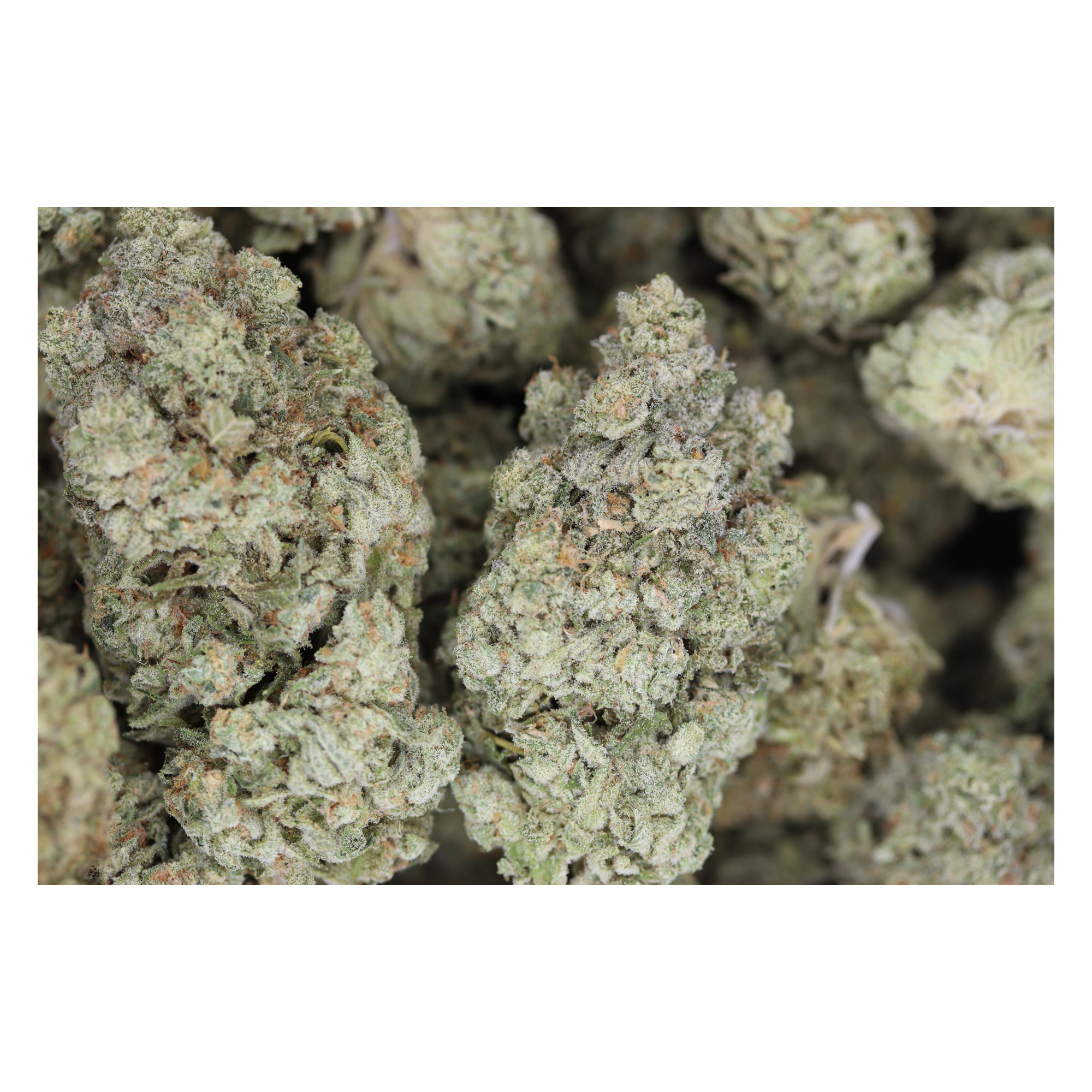 White Rhino Bag White Rhino