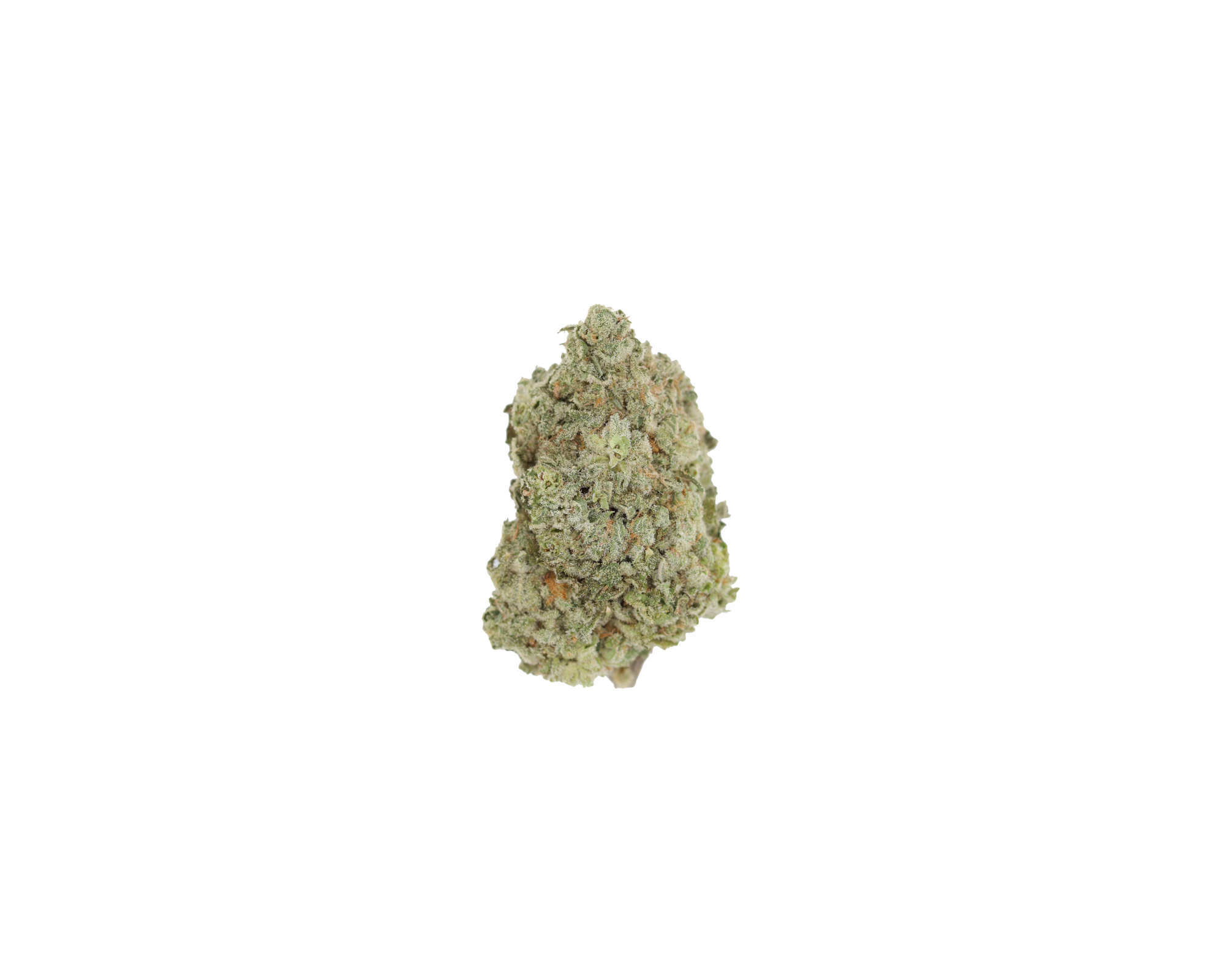 White Rhino White Rhino