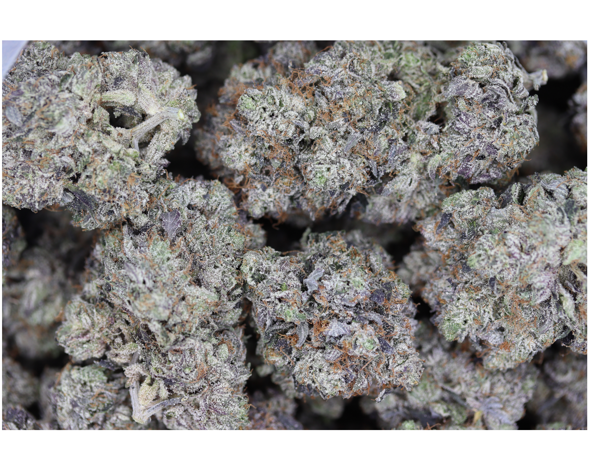 Gas Militia La Confidential Bag Gas Militia - LA Confidential