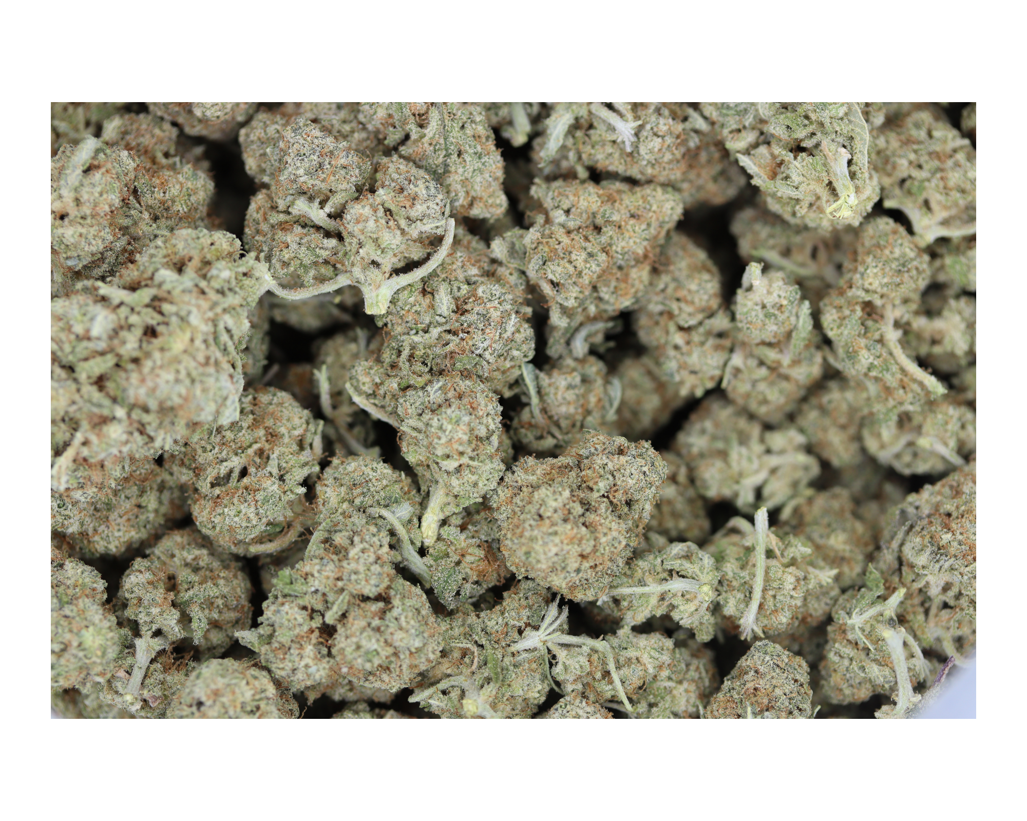 goji berry bag Goji Berry