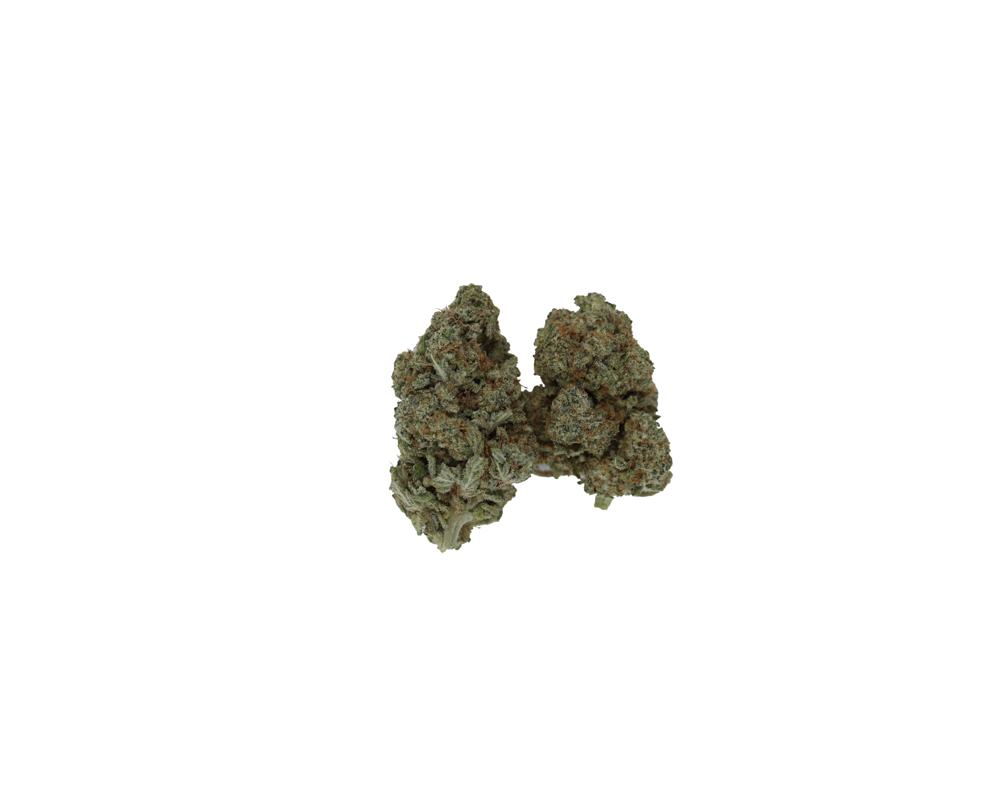 goji berry bud photo Goji Berry