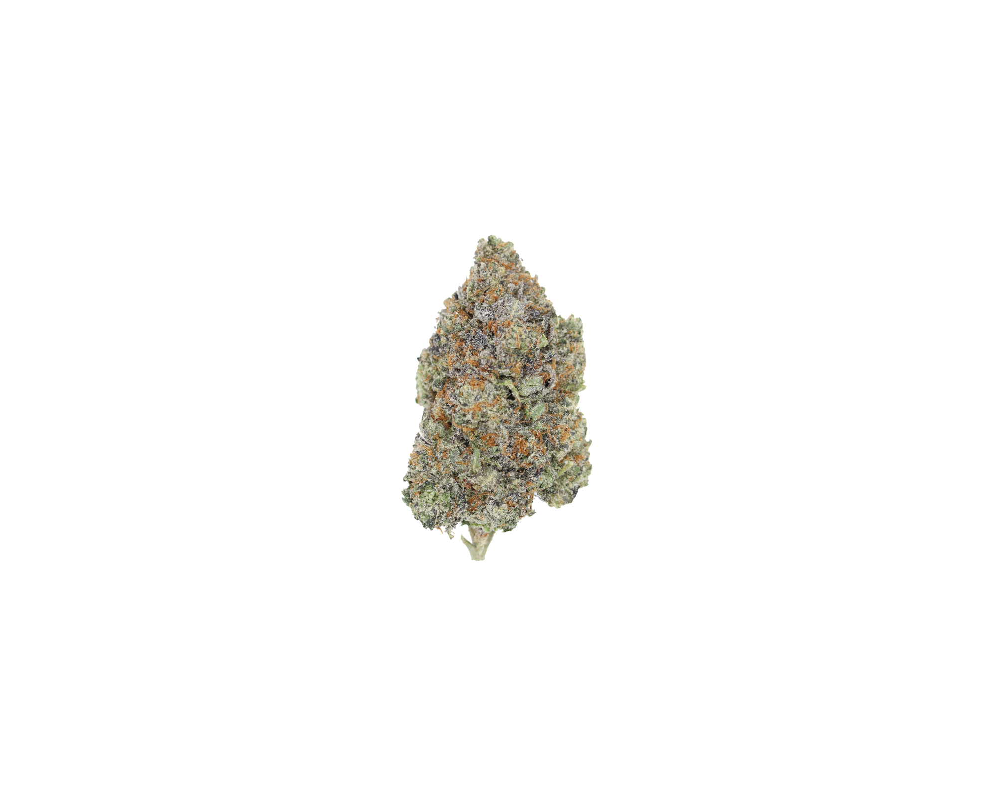 shark breath Shark Breath