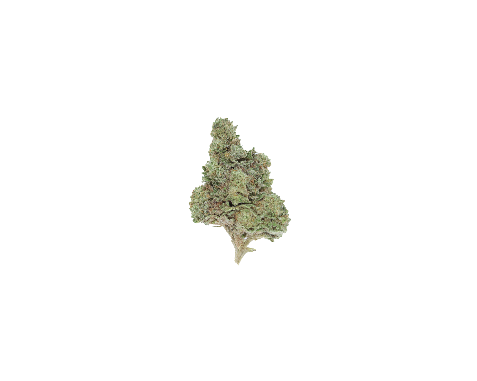 Afghani Lights Nug Afghani Lights