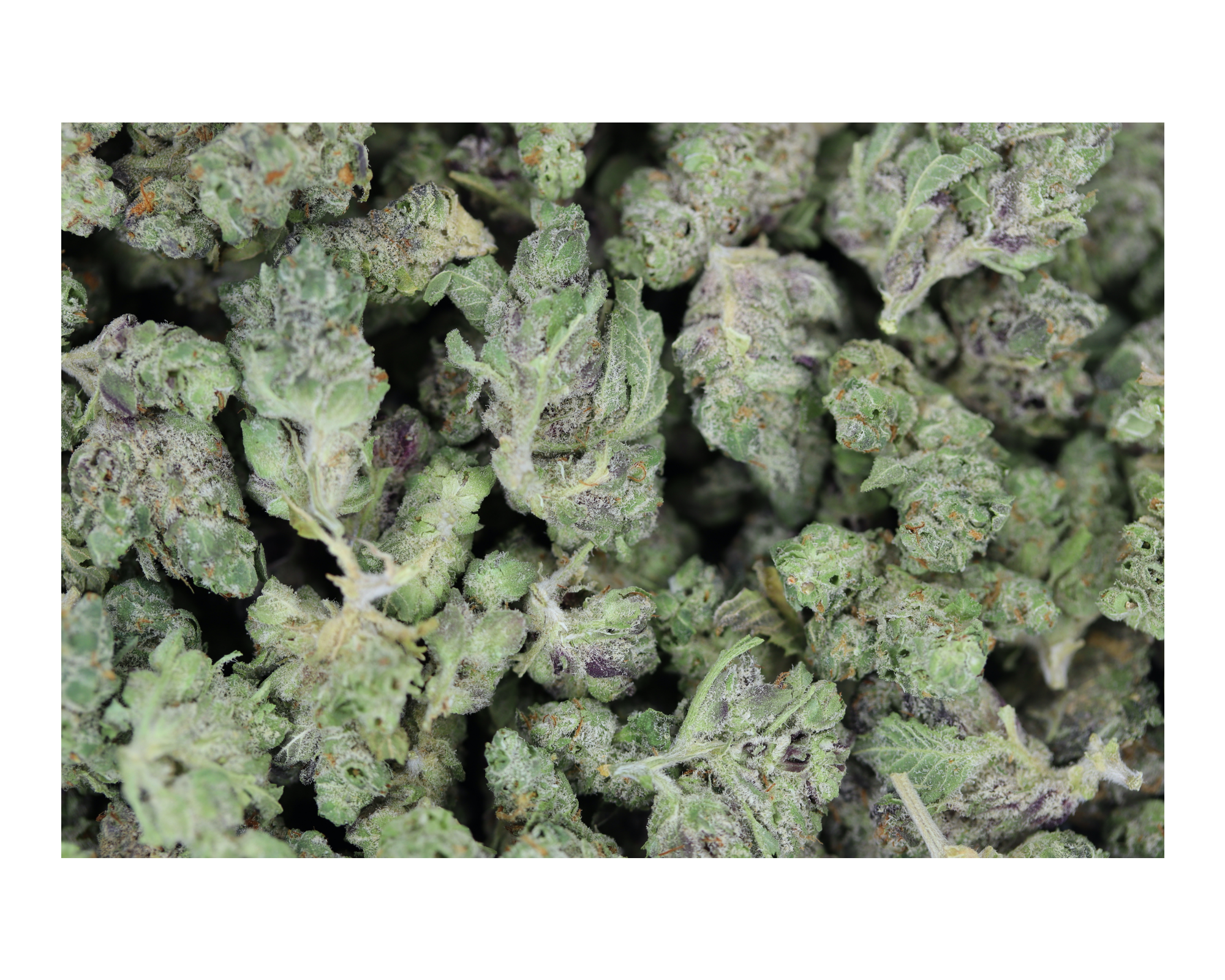 Purple Kush bag Purple Kush Smalls