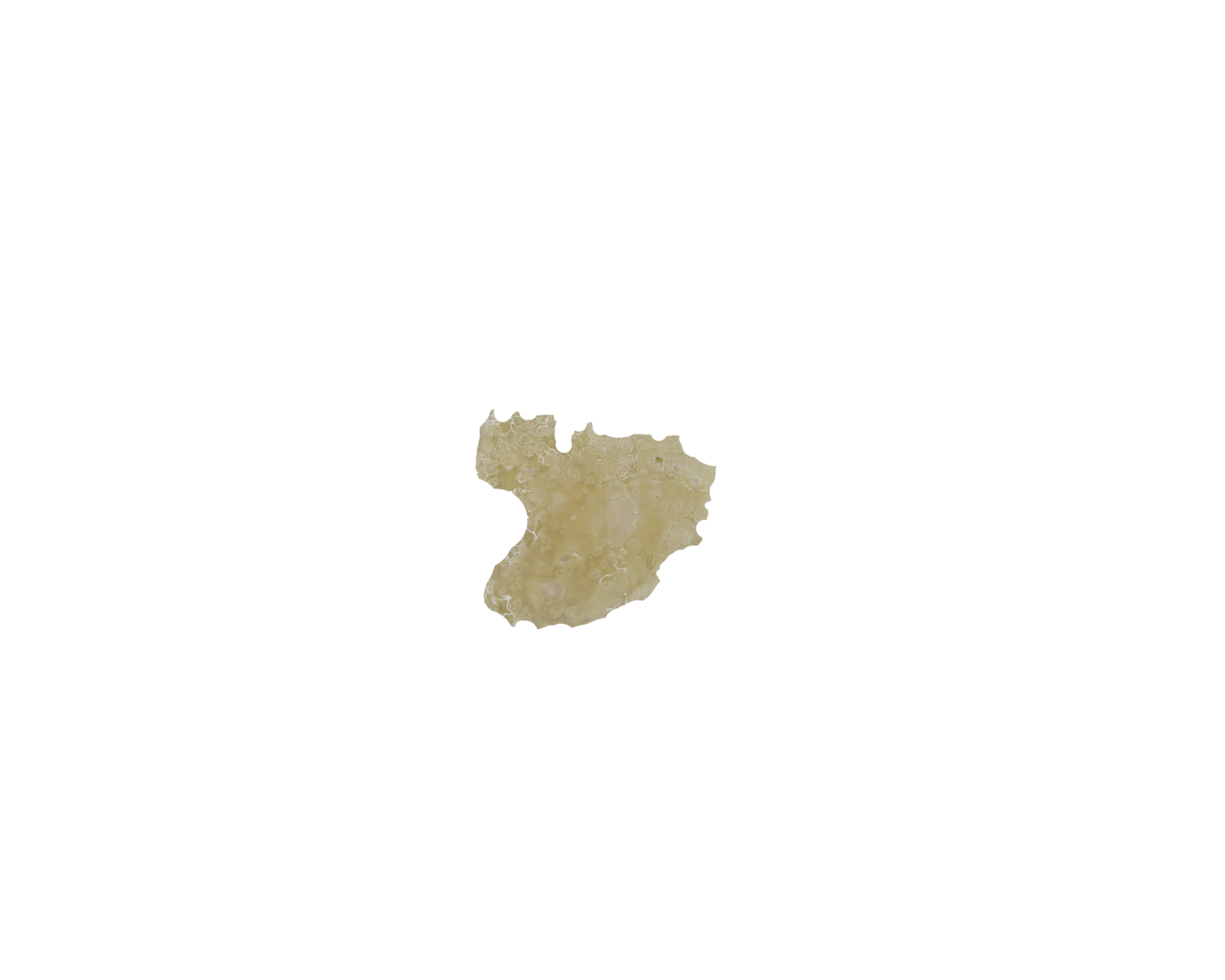 Mimosa Mimosa Wax