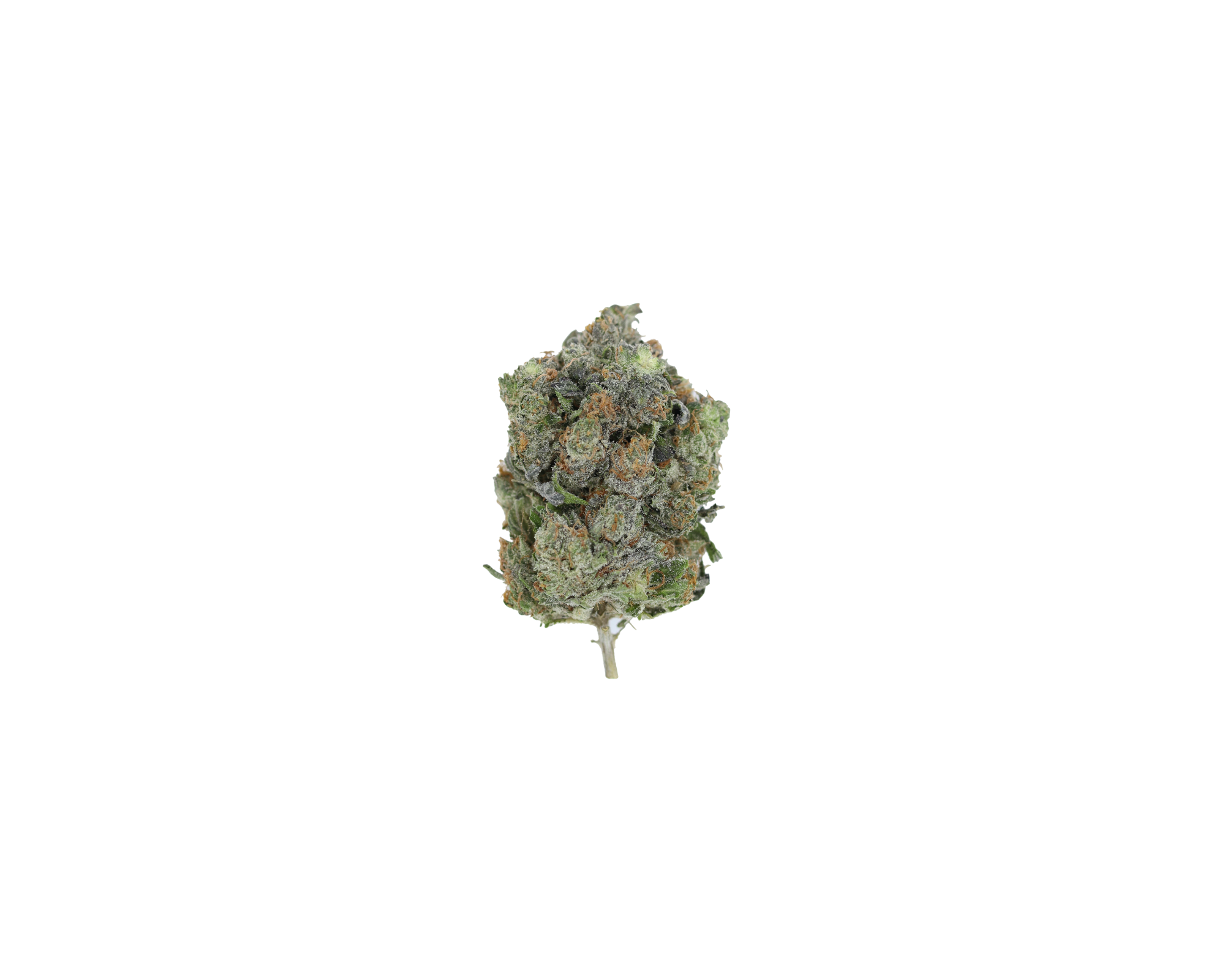 Pink Star Nug Pink Star