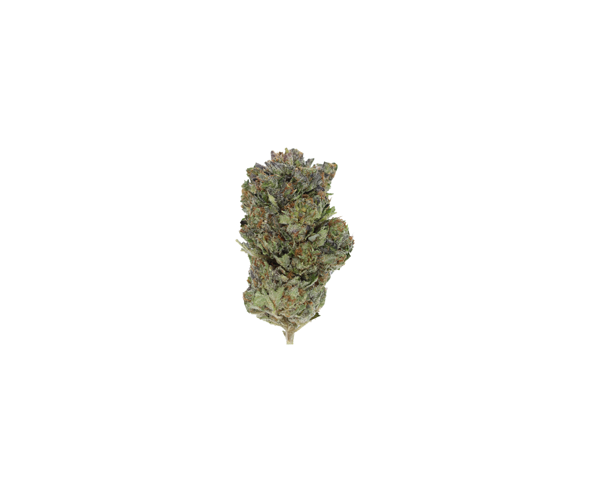 PinkPablo Nug Pink Pablo