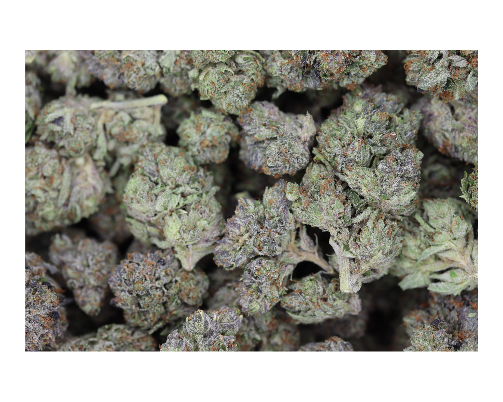 PinkPablo bag Pink Pablo