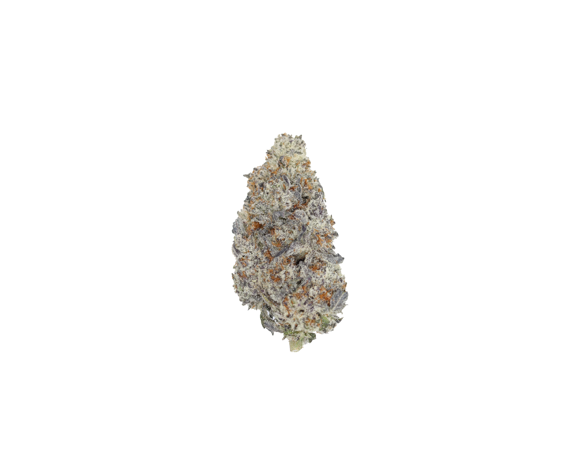 Island Exotics Black Biscotti Island Exotics - Black Biscotti