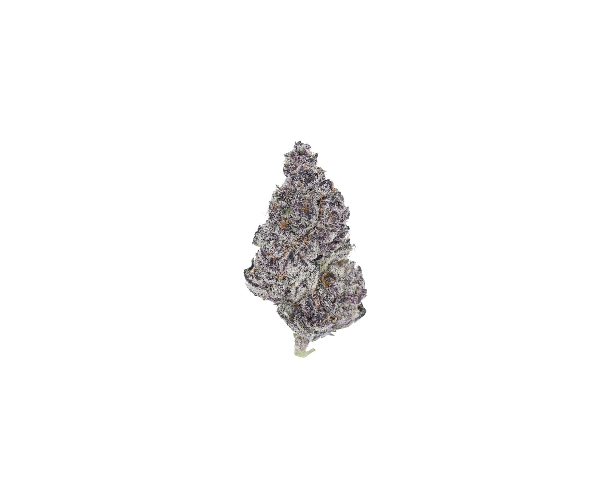 Tropicanna Tropicanna