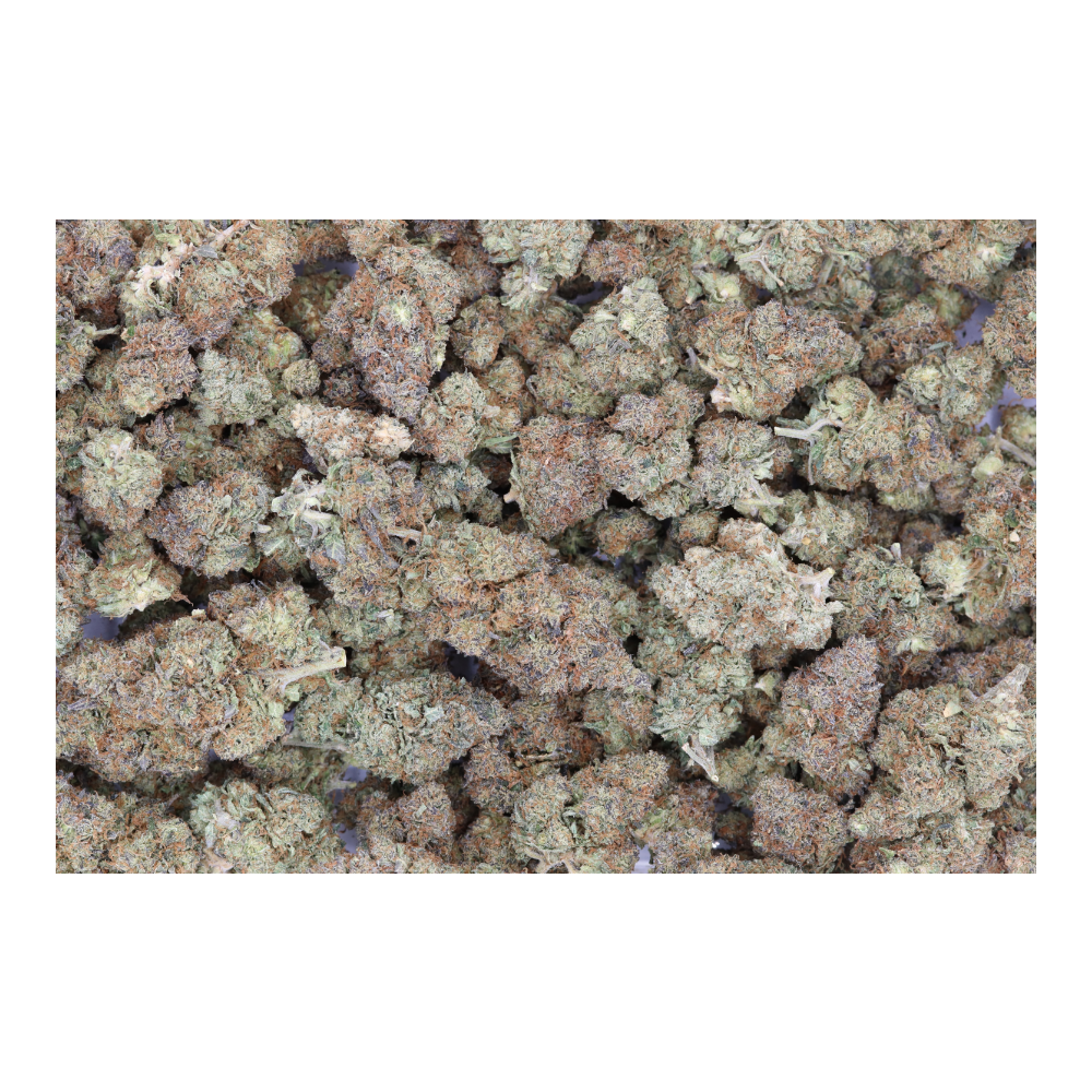 G 13 Hashplants bag G13 Hash Plant