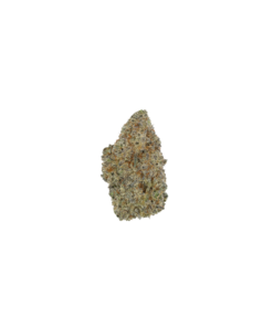 Mimosa
