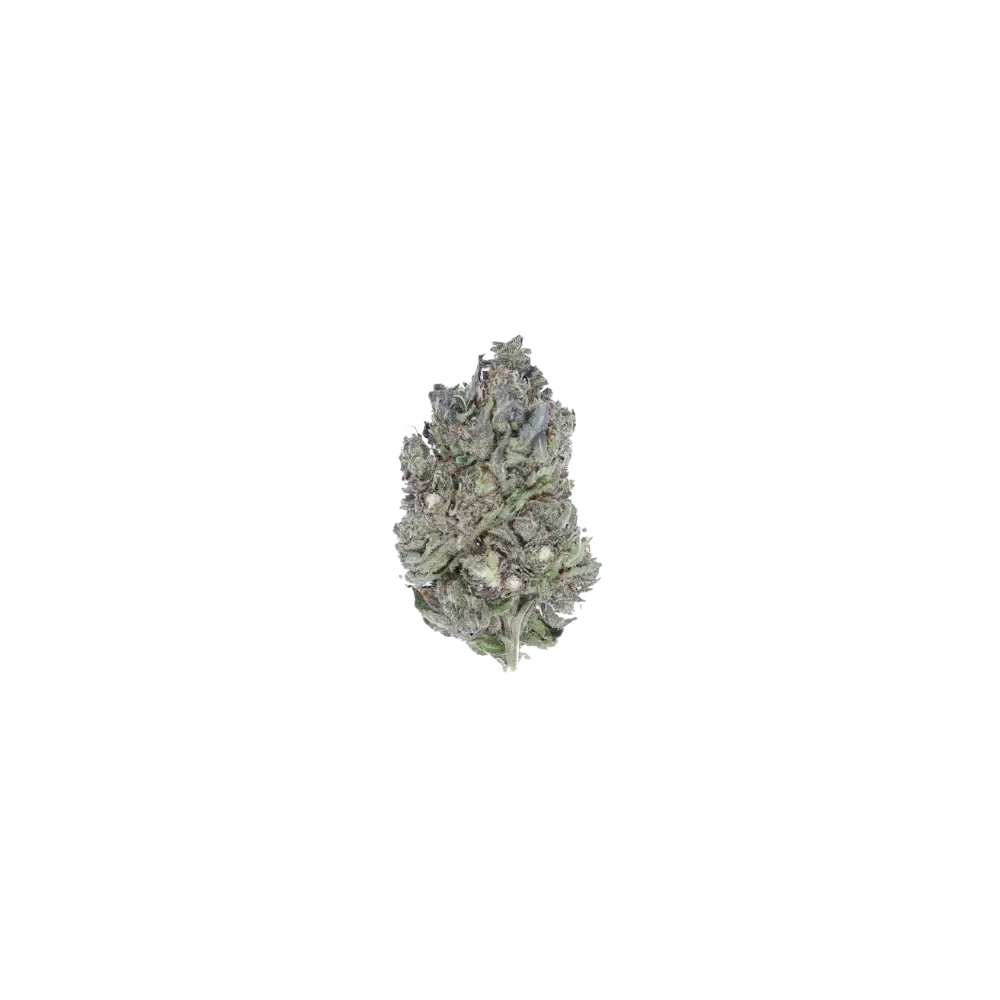 Black Tuna CBH Black Tuna OG