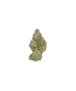 Tropical Cookies